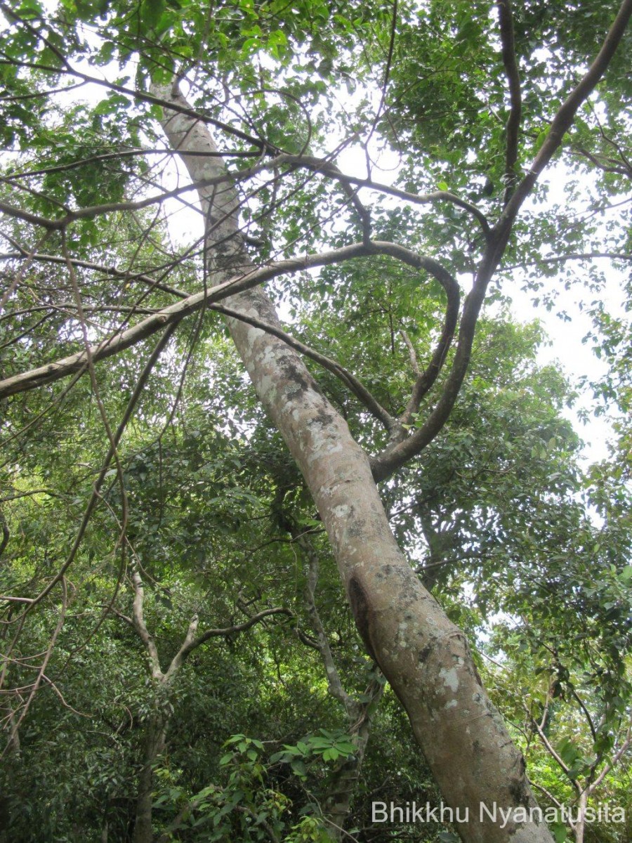 Celtis timorensis Span.